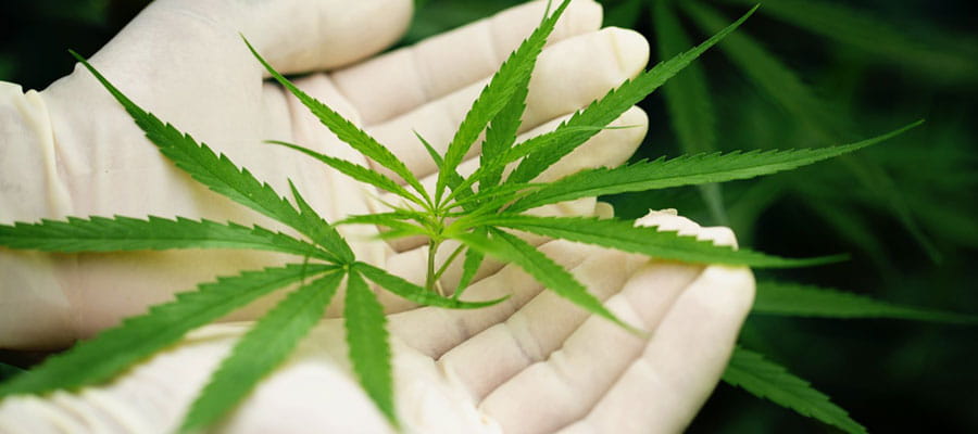 Marihuana ¿Beneficiosa o perjudicial?